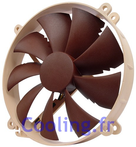 Noctua